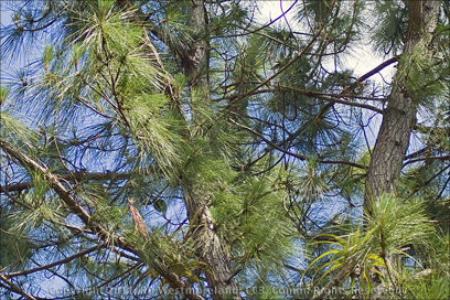 Pine Tree Detail, near Jayuya, Puerto Rico