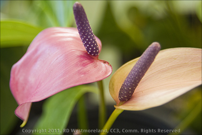 Exotic Anthurium Flower Detail