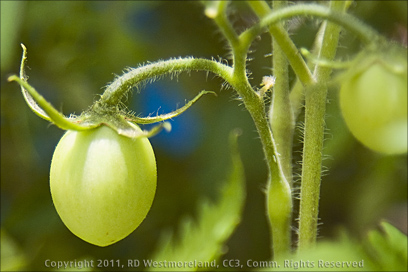 Green Baby Tomato Plant