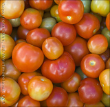 Closeup of Tomatoes of Jayuya, Puerto Rico