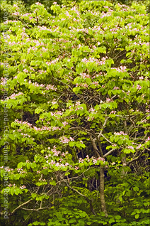 Orchid Tree of Puerto Rico