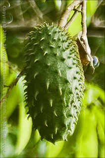 Guanabana growing in Puerto Rican Garden