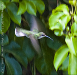 Hummingbird of Puerto Rico in Flight