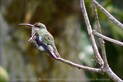 Hummingbird of Puerto Rico Resting on Branch After Fluffing Feathers