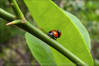 Two Ladybugs on Mexican Lemon Tree in Puerto Rico