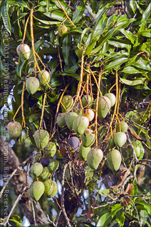 Local Mangos of Puerto Rico or Mango Bobo