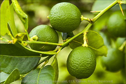 Green Mexican Lemons on Tree in Puerto Rico