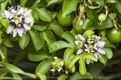 Parcha Flowers and Fruit Closeup of Passion Fruit in Puerto Rico