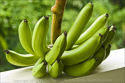 Green Bananas or Guineos from Puerto Rican Garden