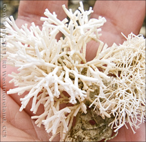 Coral Found on the Beach Along Highway 3 in Puerto Rico