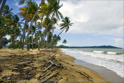 Public Beach Near Port of Yabucoa in Puerto Rico With Bamboo Driftwood in the Foreground
