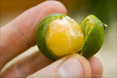 Closeup Detail of a Split Quenepa Showing Edible Fruit Surrounding the Seed in Salinas, Puerto Rico