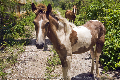 Horses on the grounds of Abandoned Sugar Mill in Guanica, Puerto Rico