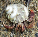 Small Hermit Crab Next to the Punta Tuna Beach in Puerto Rico