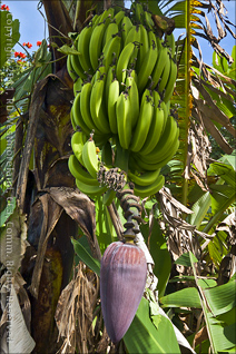 Green Banana at Cerro de Nandy near San Larenzo, Puerto Rico