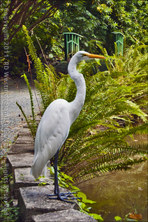 Shot of Crane Taken at the Far Lake on the Grounds of the South Botanical Gardens of the U of PR in San Juan