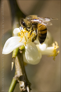Bees Busy Pollenating Mexican Lemon Tree Blossoms in the Garden