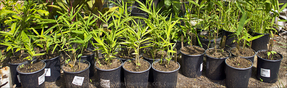 Panorama of 4 Varieties of Bamboo Seedlings in Nursery