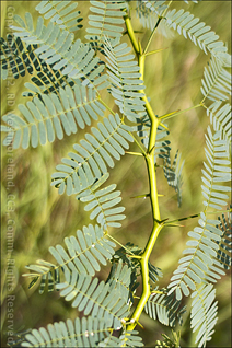 Detail of Mesquite, Prosopis pallida Showing Small Thorns