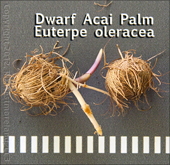 Detail of Dwarf Acai Palm Seeds- Euterpe oleracea
