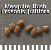 Detail of Mesquite Seeds- Prosopis julflora