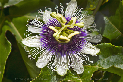 Parcha Blossom, Passion Fruit in Our Garden