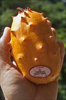 Mature African Horned Melon from Walmart with sticker.