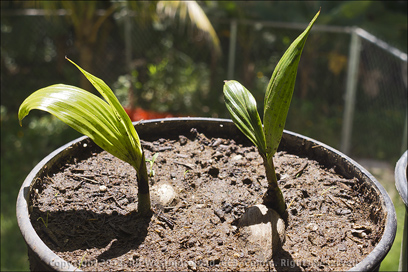 Home Garden, African Oil Palm Starts before Repotting