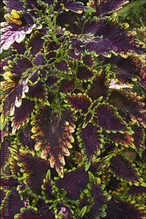 Garden in Cayey, Colorful Coleus Detail