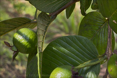 Garden in Cayey, Green Guava Fruit