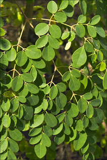 Garden in Cayey, Moringa Tree Detail, Moringa Oleifera