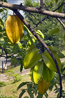Garden in Cayey Star Fruit, Carambola Averrhoa carambola Detail