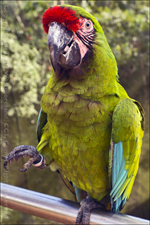 Guaynabo Forest Park Green Bird in PR
