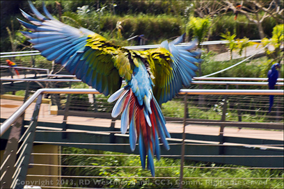 Guaynabo Forest Park Bird in Flight in PR