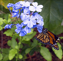 Guaynabo Forest Park Monarch Butterfly in PR