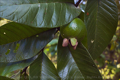 East Garden Lost Guava Tree in Coamo