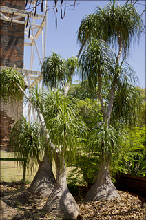 Bizarre Tree on the Grounds of Hacienda La Esperanza Near Manati