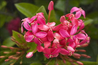 African Ixora Flowers, on the Church Grounds, on the Plaza of Manati