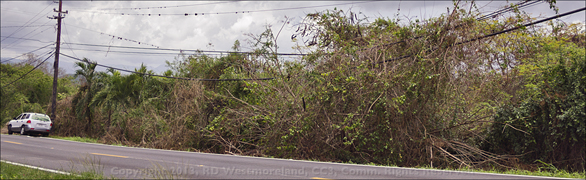 Vine Mess Left Hanging in the Telephone Lines Along the Highway Outside Coamo, Puerto Rico
