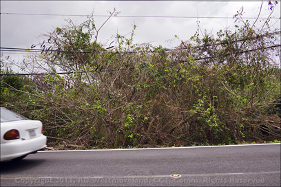 Detail of Vine Mess Left Hanging By the Power Utility in the Telephone Lines Along the Highway Outside Coamo, Puerto Rico