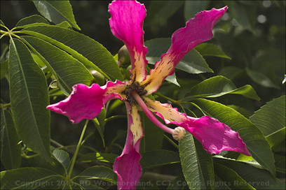 Hybrid Cross, Silk Floss Ceiba Flower (Ceiba speciosa) of Montoso Gardens in Maricao, Puerto Rico
