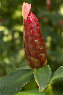 South American, Indian Head Ginger Bract with Single Edible Flower (Costus spicatus) of Montoso Gardens in Maricao, Puerto Rico