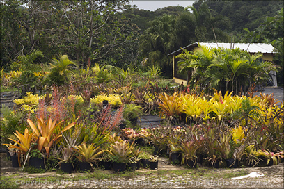 Tropical Plant Nursery of Montoso Gardens in Maricao, Puerto Rico