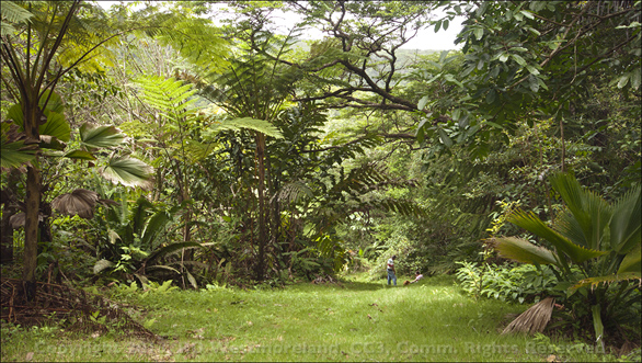 Wide View Looking Down Second Path of Montoso Gardens in Maricao, Puerto Rico