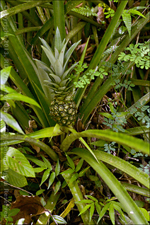 Pineapple, Puerto Rican Cultivar (Ananas comosus) of Montoso Gardens in Maricao, Puerto Rico