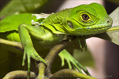 Closeup of young lizard sunning himself on an Avocado tree in PR