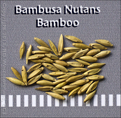 Burmese Timber bamboo seeds. Botanical name- Bambusa Nutans, AKA- Nepal bamboo