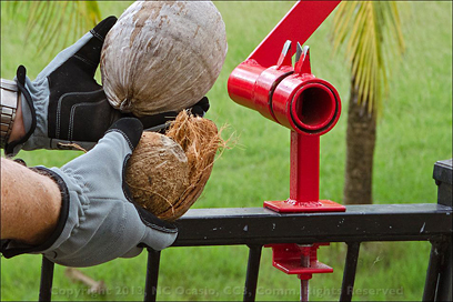A Coconut husk removal device, made in Hawaii