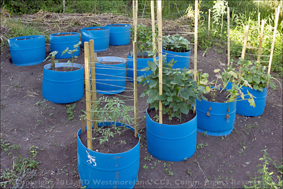 Installation of 12 split 55 gallon plastic drums in terraced veggie garden area showing Tomatoes, Cow peas, Squash, Okra and Sweet peppers. 2x6 treated boards were added later to shore up the dirt work.