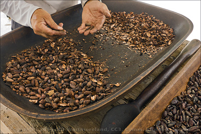 Fresh Roasted Cacao Beans Being Shelled by Hand at Hacienda Buena Vista in Ponce, PR